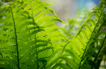 Curly green leaves with blurry background