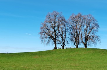 Fototapeta premium Baumgruppe vor blauem Frühlingshimmel