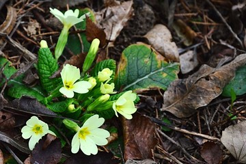 Yellow trumpet shaped flowers of Common Primrose, also called English primrose, latin name  Primula Vulgaris growing from autumn fallen leafage during early spring season