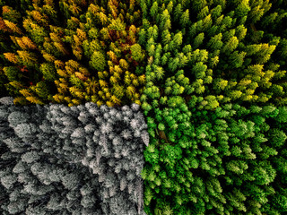 Four season colliding spring summer autumn and winter forest aerial shot with trees sunlight