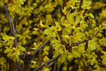 Yellow flowers of Forsythia Ovata shrub during early spring season in temperate climate