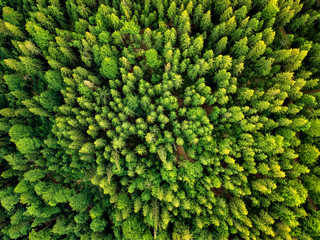 Summer warm sun light forest aerial view © Marcel Poncu