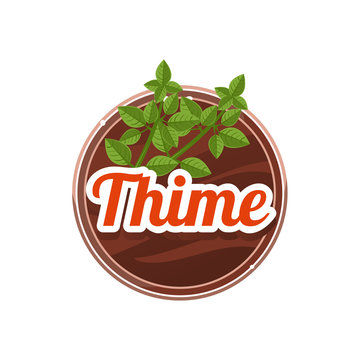 Thime Spice. Vector Illustration.