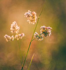 Summer field flowers