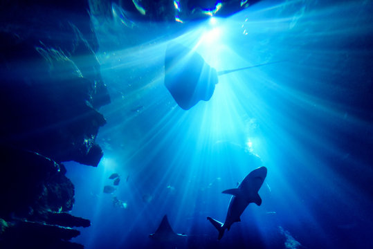 Silhouette of manta ray in aquarium