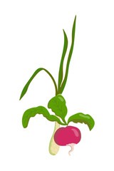 vector digital illustration of cartoon realistic radish and onion isolated on white.