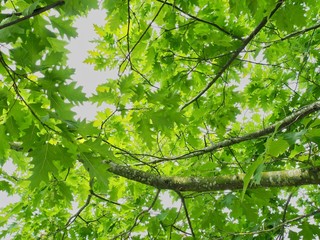 Fototapeta na wymiar Oak Tree Leaves