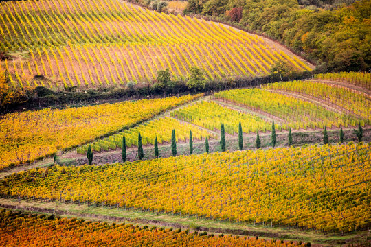 Vineyards during autumn near Gaiole in Chianti, Florence province, Tuscany, Italy