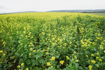 Rapsfeld raps rapsöl