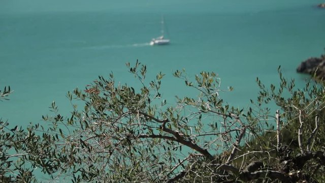 Olive branches move in the wind. Mediterranean sea background with sailboat. Lerici, Baia Blu, La Spezia