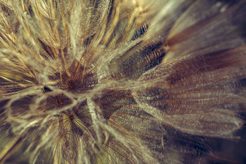 Summer field flowers