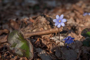 flowers in the forest