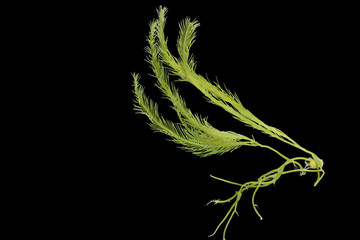 Saltwater Caulerpa taxifolia, Killer Algae, marine alga, seaweed isolated on black background.