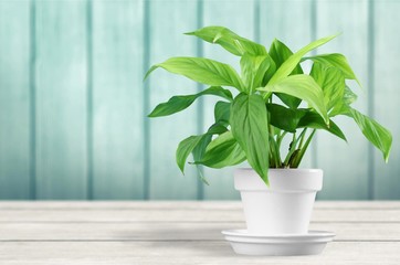 House plant in a flower pot isolated