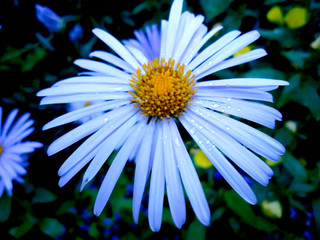 Beautiful beautiful fresh fragrant blooming blue aster blooms in the summer garden macro