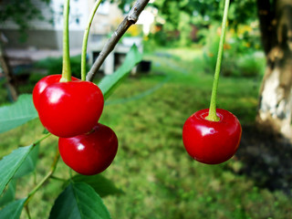 Beautiful fresh ripe tasty aromatic red cherry grows on a green branch in a summer garden