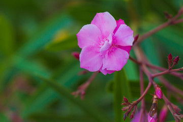 Fototapeta premium flower