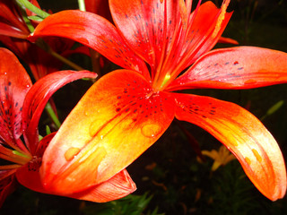 Beautiful fresh fragrant blooming bright red lilies in the garden, in the summer in the garden macro