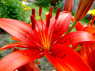 Beautiful fresh fragrant blooming bright red lilies in the garden, in the summer in the garden macro