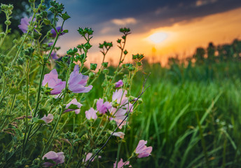 Summer field flowers