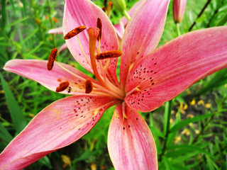 Beautiful fresh fragrant blooming gently pink lilies in the garden, in the summer in the garden macro