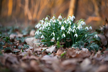 Spring flower snowdrop is the first flower in the end of winter and the beginning of spring.
