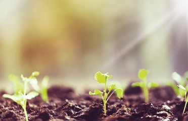 Growth of new life on  background