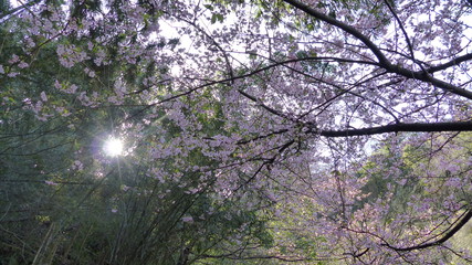 Cherry blossoms and bamboo.