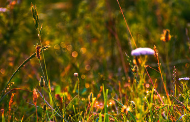 Summer field flowers