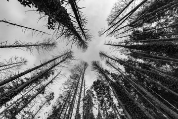 Looking up through bare branched pine forest trees, Black & White