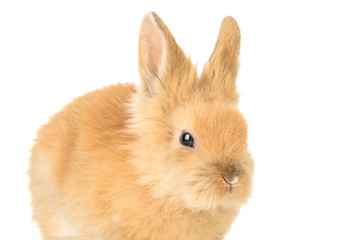 Cute little bunny rabbit isolated on a white background