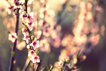 Peach flowers in the spring .Soft image of a blossoming peach tree