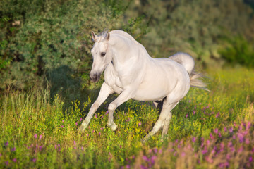 White horse portrait in violete flowers meadow in motion