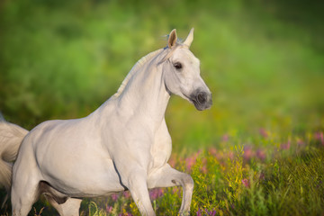 White horse portrait in violete flowers meadow in motion