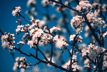 Apricot tree flowers against the blue sky