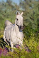 Obraz na płótnie Canvas White horse portrait in violete flowers meadow in motion