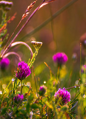 Summer field flowers