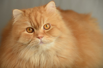 Fototapeta premium Ginger fluffy cat. Animal portrait