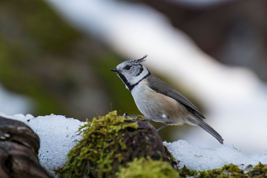 Adamello Natural Park,Lombardy,Italy,Lophophanes cristatus