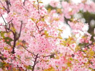 Fototapeta premium 桜の花