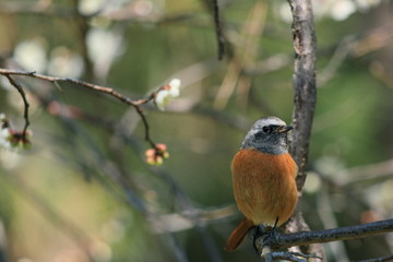 野鳥、ジョウビタキの雄鳥