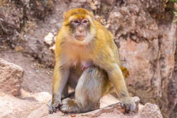 Close up of a Barbary ape, Morocco