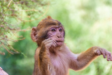 Wild baby barbary monkey in Morocco