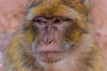 Portrait of a wild barbary ape, Morocco