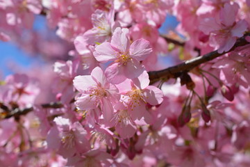 桜イメージ素材、サクラ、満開の河津桜、青空