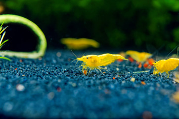 Neocaridina garnele yellow fire im Süßwasseraquarium