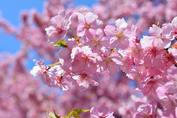 桜イメージ素材、サクラ、満開の河津桜、青空