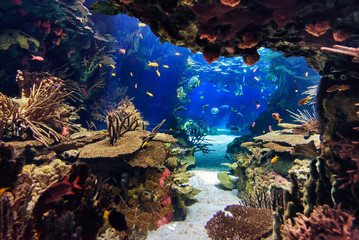 aquarium with fish, blurred for background