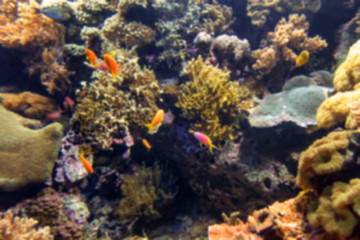 Fototapeta na wymiar aquarium with fishes, blurred for background