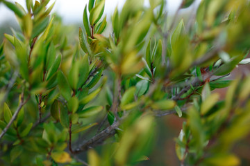 Close up of green plants, bush of the Corsica island, France. Temperature of vegetation. Horizontal view.